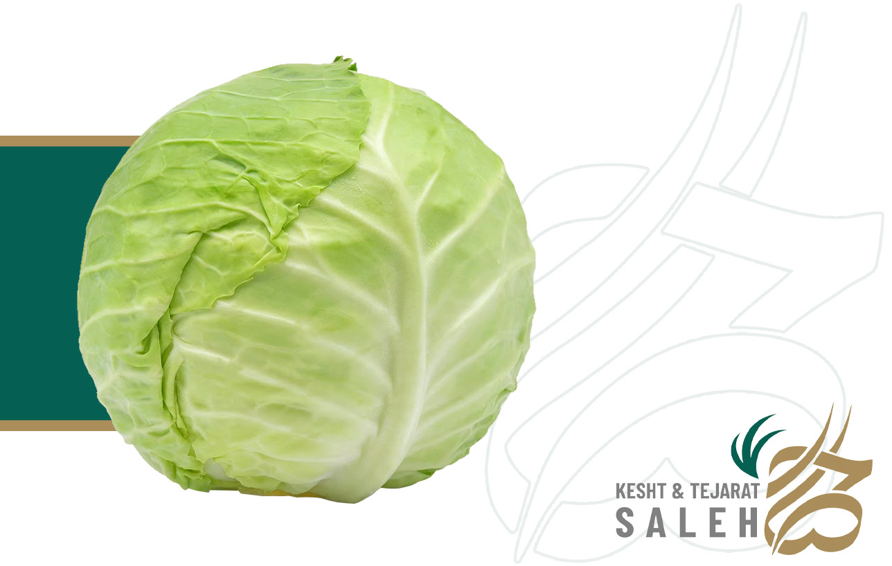 cabbage